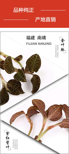 南靖金線(xiàn)蓮 品種純正，產(chǎn)地直銷(xiāo)