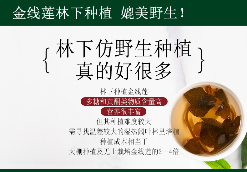 金線蓮林下種植 媲美野生！