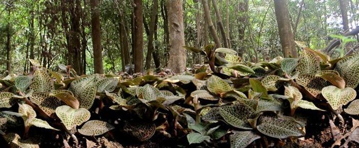 <a href=http://m.feczz.cn/wiki.html target='_blank'>金線蓮功效</a>