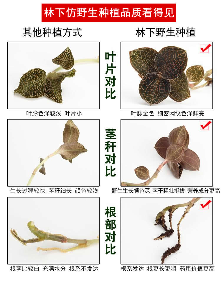 <a href=http://m.feczz.cn/ target='_blank'>金線蓮</a>林下種植